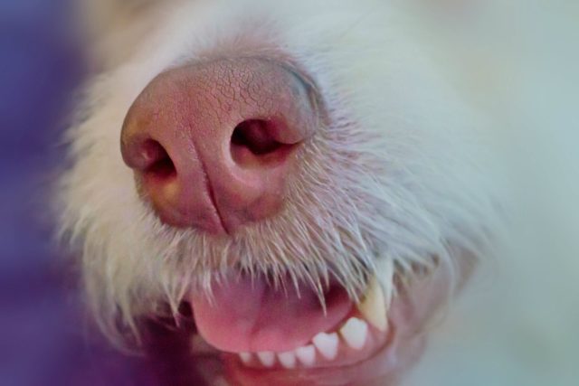Psí čich je dokonalý | foto: Fotobanka Pixabay