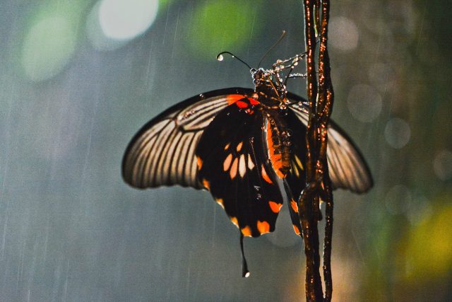 Může mávnutí křídel motýla nad Afrikou způsobit hurikán nad Amerikou? | foto: Fotobanka Pixabay