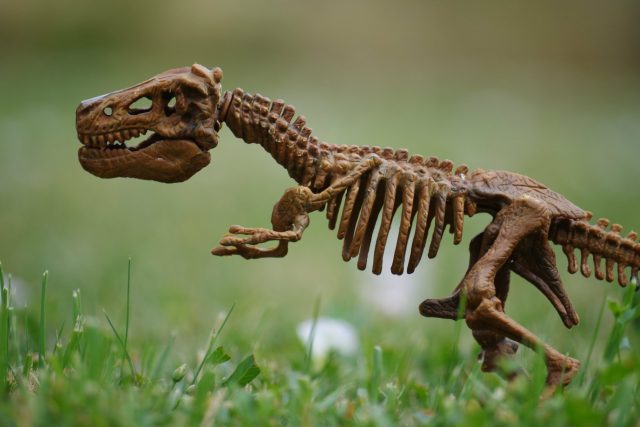 Vymřeme podobně jako dinosauři? | foto: Fotobanka Pixabay