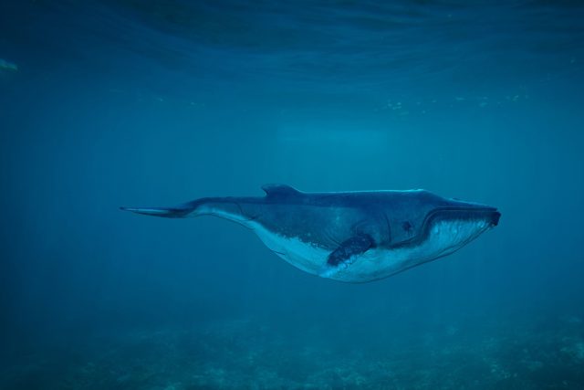 Velryby mají gumové nervy | foto: Fotobanka Pixabay