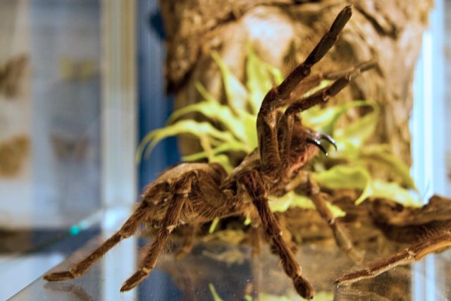 Suché preparace pavouků zaujímají pozice,  které budí hrůzu. Ať už jsou v obranném nebo útočném postavení | foto: Jaroslav Hoření,  Český rozhlas