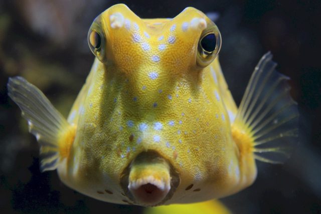 Ryby prý vidí dobře a dokonce barevně. Na obrázku je ryba zvaná rohatý boxfish  (Lactoria cornuta),  která žije v hloubkách do 50 metrů | foto: Fotobanka Pixabay