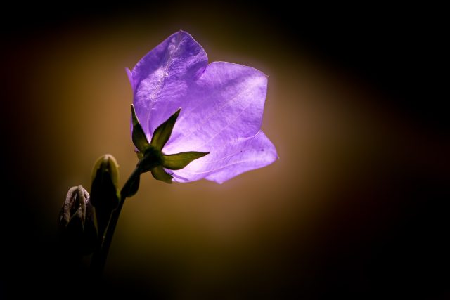 Svítící květiny? Apríl se nevyhýbá ani světu vědy | foto: Fotobanka Pixabay