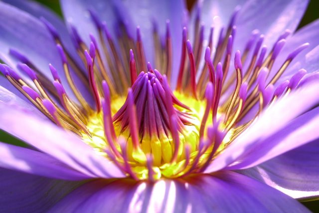 Včely a čmeláci vidí květy modře a fialově | foto: Fotobanka Pixabay