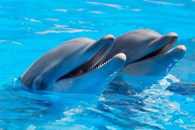 I delfíni si dávají dárky | foto: Fotobanka Pixabay