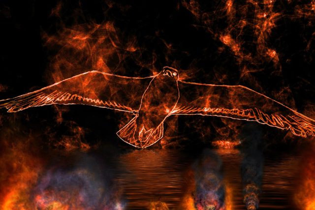 Někteří ptáci schválně rozšiřují požáry | foto: Fotobanka Pixabay