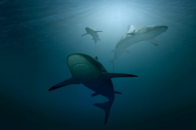 Žraloci,  obávaní predátoři moří a oceánů | foto: Fotobanka Pixabay