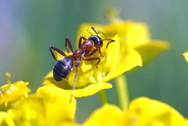 Dokáží mravenci léčit rostliny? | foto: Licence Public domain CC0,  Fotobanka Pixabay