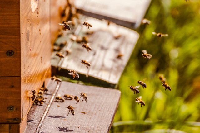 Přežily by dnes včely bez člověka? | foto: Pixabay