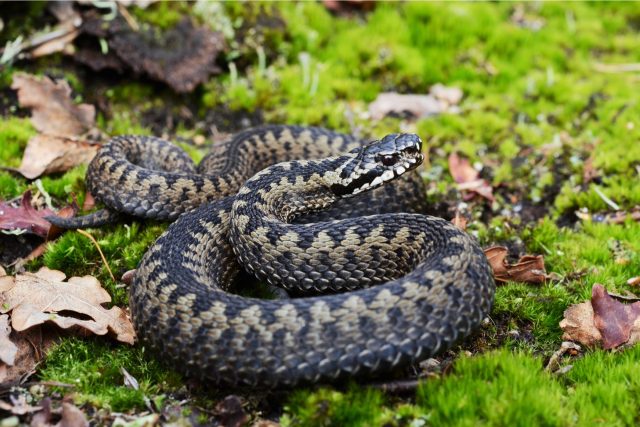 Na našem území žije 12 původních druhů plazů a z toho jen pět druhů hadů. Kteří to jsou? | foto: Shutterstock