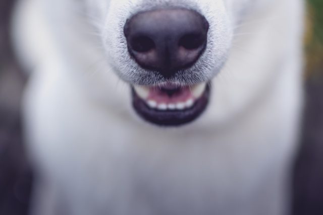 Že mají psi velmi citlivý čich,  ví každý | foto: Fotobanka Unsplash