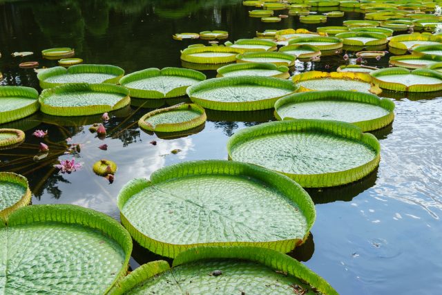 Leknín Viktorie královská je největší vodní rostlina na světě | foto: Shutterstock