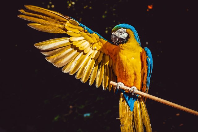 Proč se papoušci dožívají vysokého věku? | foto: Ilona Frey,  Fotobanka Unsplash,  Licence Unsplash