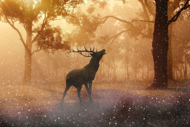 Jeleni poznají,  že bude lov,  a předem utečou. Jak to dělají? Nový objev v Meteoru. | foto: Fotobanka Pixabay