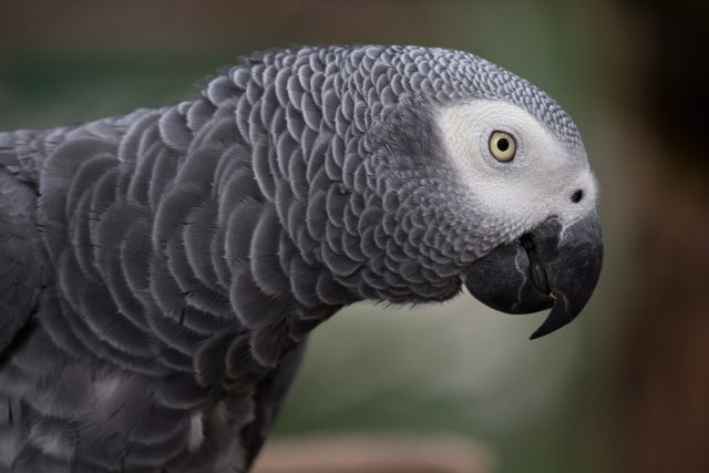 Papoušek šedý | foto:  karolyn83,  Pixabay,  CC0 1.0