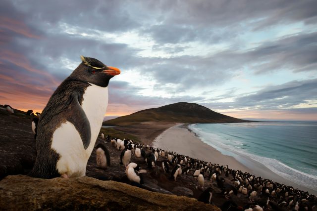Tučňák skalní | foto: Shutterstock