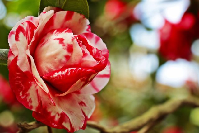 Květ kamélie | foto: Fotobanka Pixabay
