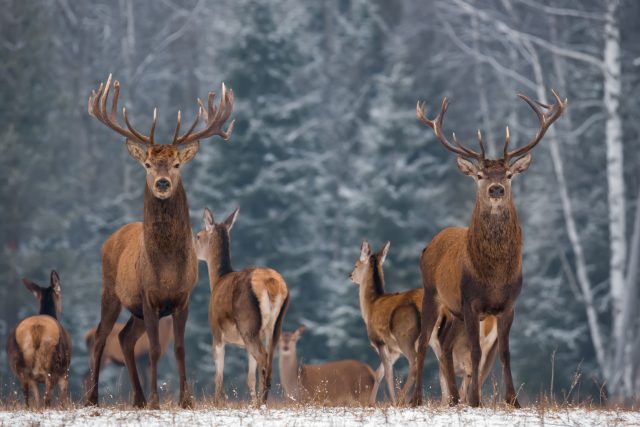 Meteor o přikrmování zvířat v zimě | foto: Shutterstock