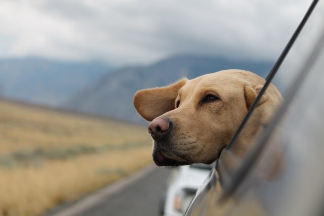 Jak bezpečně cestovat se zvířetem? | foto:  Emerson Peters,  Fotobanka Unsplash