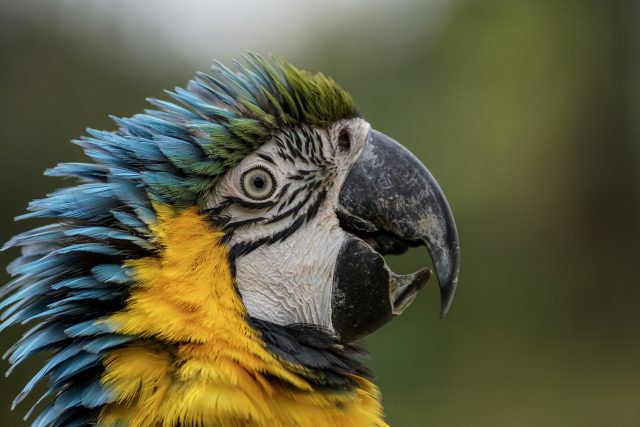 Papouškují papoušci? Nebo nám rozumějí? | foto:  suju,  Pixabay,  CC0 1.0