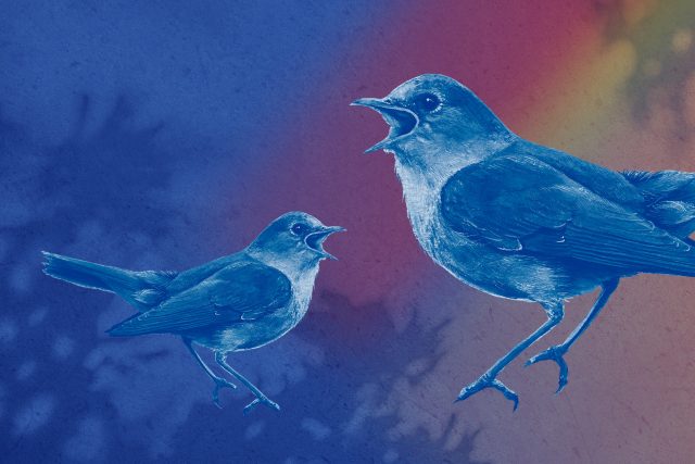 Mistři pěvci opeřenci | foto: Český rozhlas Vltava,  Anna Císlerová