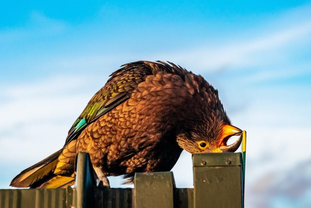 Novozélandský horský papoušek kea | foto: Fotobanka Unsplash