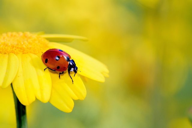 Expedice a hmyz jako jeden dokonalý organismus | foto: Fotobanka Pixabay