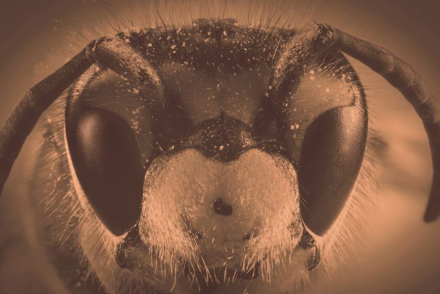Karel Klostermann: Divoké včely | foto: Shutterstock