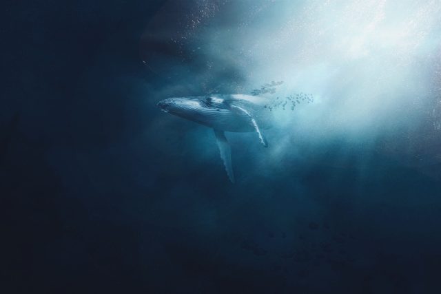 Proč jsou velryby tak obrovské? | foto: Gabriel Dizzi,  Fotobanka Unsplash,  Licence Unsplash