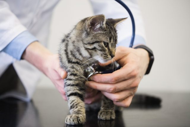 Veterinární vyšetření kočky | foto: Profimedia