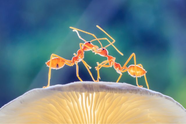Jak si doma topí mravenci? | foto: Shutterstock