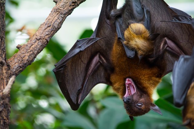 Máme se kvůli koronaviru bát netopýrů? | foto: Shutterstock