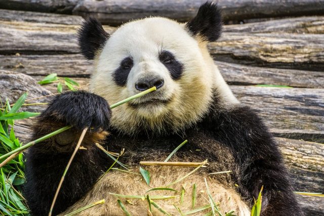 Panda velká | foto: autor neznámý,  Pixabay,  CC0 1.0