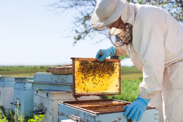 Včelařství láká čím dál tím víc lidí  (ilustrační foto) | foto: Shutterstock