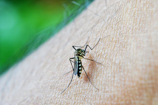DDT bylo ve velkém nasazeno do boje s malárií,  přenášenou komáry | foto: Pixabay