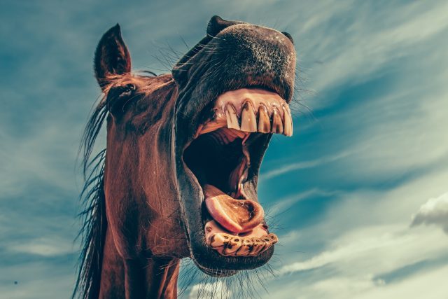 Darovanému koni na zuby nehleď! | foto: Fotobanka Pixabay