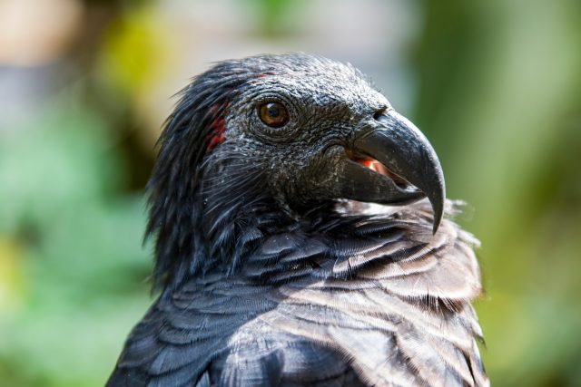 Tricha orlí neboli Drákulův papoušek | foto: Shutterstock