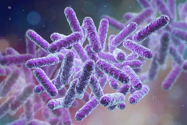 Bakterie e-coli,  jedna z nejběžnějších obyvatelek našeho trávicího traktu | foto: Shutterstock