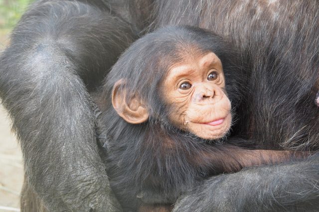 Lze šimpanze vychovat jako děti? | foto: Stefan Roelofs,  Pixabay,  CC0 1.0