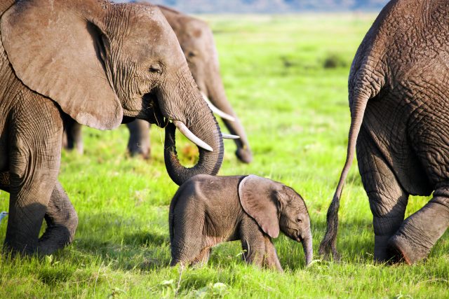 Sloni poslouchají chobotem infrazvuk | foto: Shutterstock