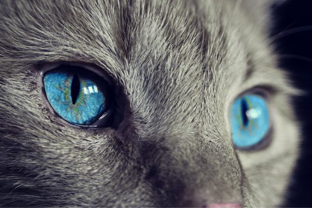 Kočka | foto:  Cocoparisienne,  Pixabay,  CC0 1.0