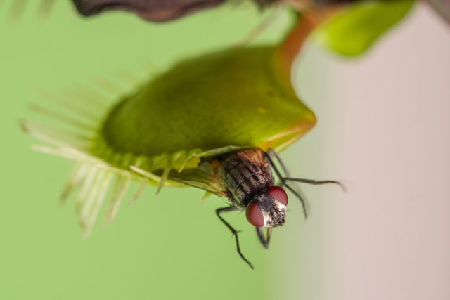Masožravé rostliny jsou většinou postrachem hlavně pro drobný hmyz  (na obrázku Drosera derbyensis) | foto: Shutterstock
