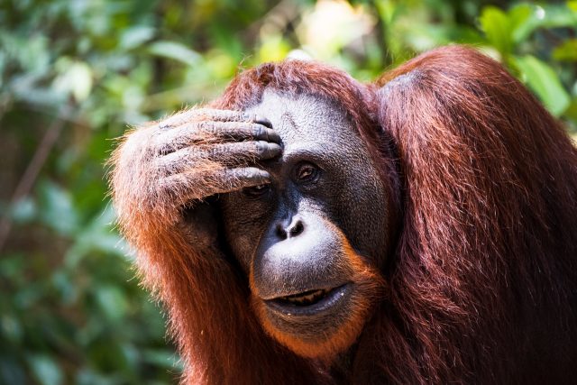 Orangutan | foto: Fotobanka Unsplash