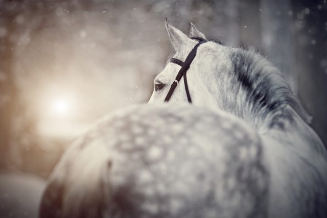 Karel Šiktanc: Černý jezdec,  bílý kůň  (ilustrační foto) | foto: Profimedia