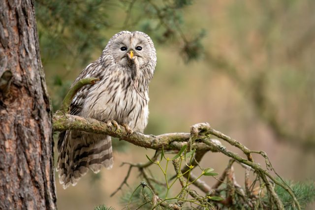 Dokáže sova vidět zvuky? | foto: Shutterstock