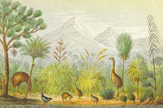 Fauna Nového Zélandu a přilehlých ostrovů | foto: Unsplash,  British Library,  Licence Unsplash