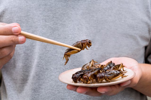 Cvrčci na talíři | foto: Shutterstock