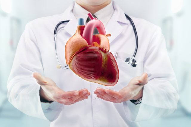 Kardiolog a srdce  (ilustr. obr.) | foto: Shutterstock