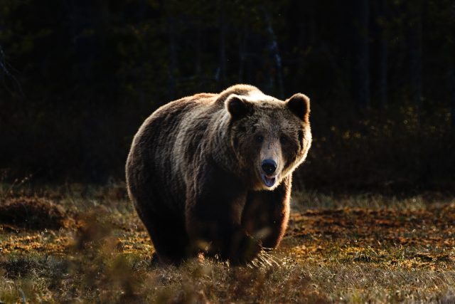 Medvěd v lese | foto: Zdeněk Macháček,  Fotobanka Unsplash