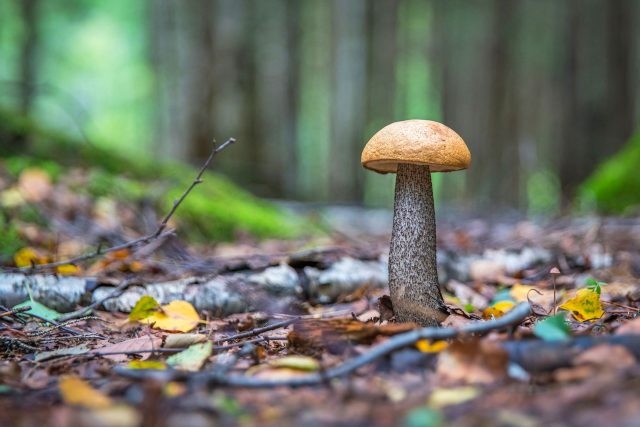 Expedice za houbami | foto: Fotobanka Pixabay